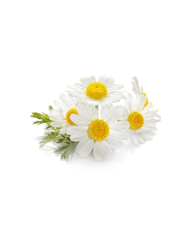 Chamomile