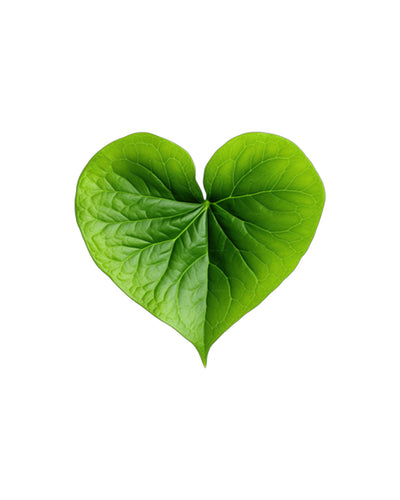 Heartleaf Extract